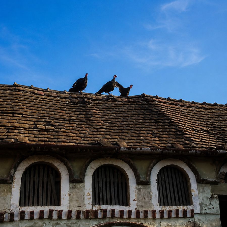 Pure na krovu farme