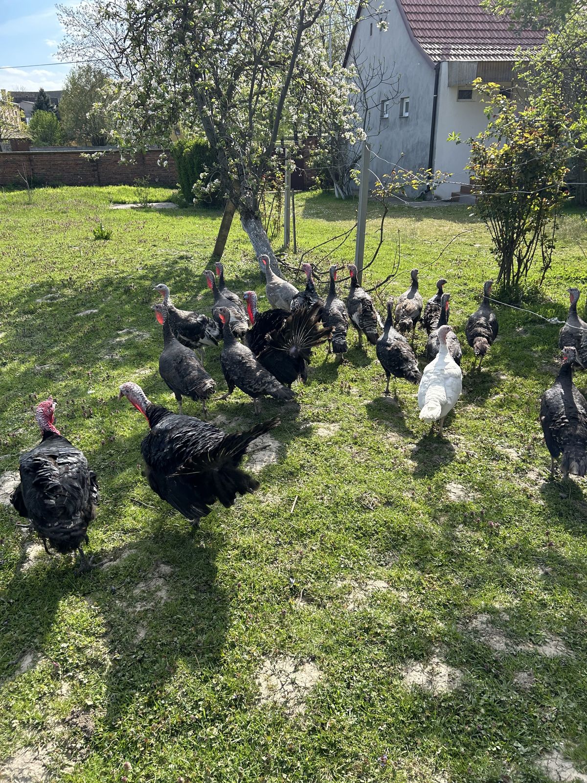 Ekološki uzgojene pure i pilići
