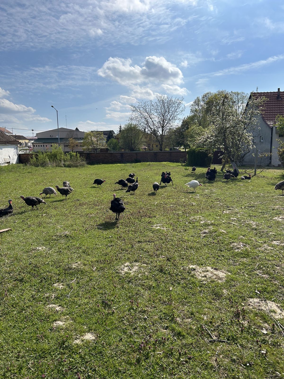 Tradicija farme u Semeljcima
