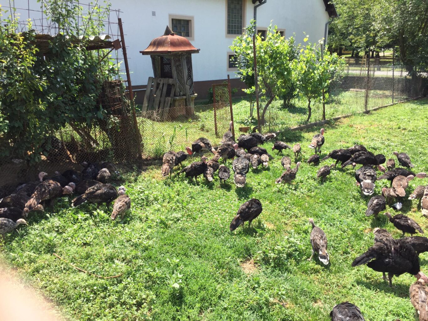 Uzgoj domaćih pura u Semeljcima